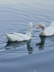 Anas platyrhynchos domesticus