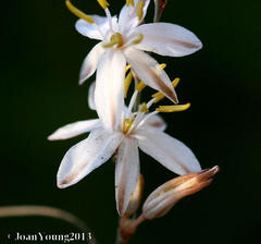 Chlorophytum saundersiae
