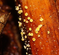 Lachnum pteridophyllum