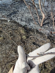 Betula
