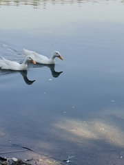 Anas platyrhynchos domesticus