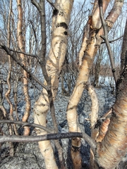 Betula
