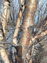 Betula