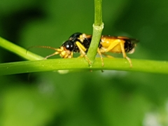 Pamphilius aurantiacus