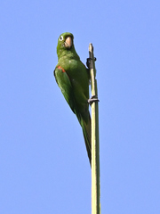 Psittacara chloropterus
