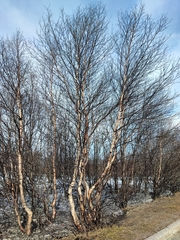 Betula