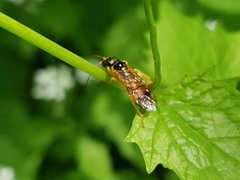 Pamphilius aurantiacus