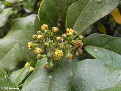 Beilschmiedia miersii