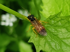 Pamphilius aurantiacus