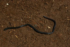 Afrotyphlops obtusus