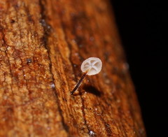 Marasmius alveolaris