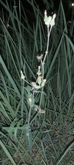 Sonchus oleraceus