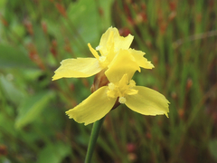 Xyris montana