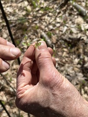 Chrysosplenium americanum