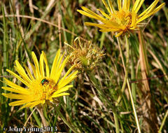 Berkheya speciosa