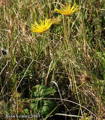 Berkheya speciosa