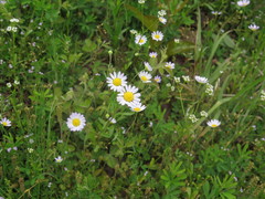 Astranthium ciliatum