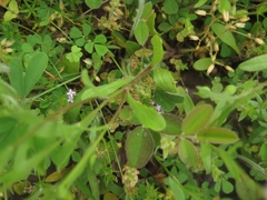 Astranthium ciliatum