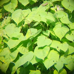 Phyllomacromia contumax