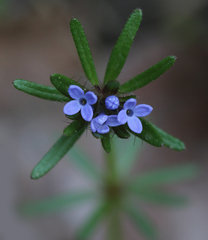 Asperula arvensis