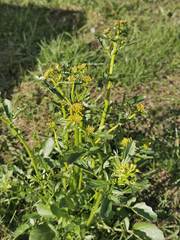 Barbarea vulgaris