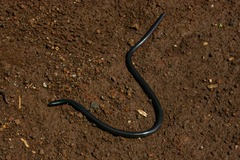 Afrotyphlops obtusus