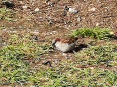 Passer domesticus