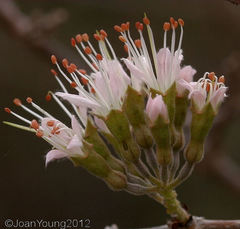 Combretum mossambicense