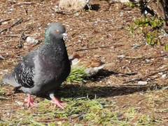 Columba livia