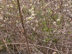 Combretum mossambicense