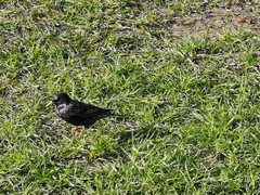 Sturnus vulgaris