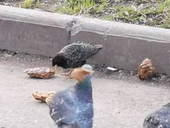 Sturnus vulgaris
