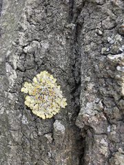 Xanthoria parietina