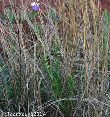 Dimorphotheca spectabilis