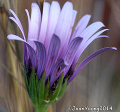 Dimorphotheca spectabilis