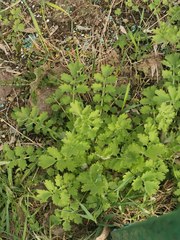 Chelidonium majus