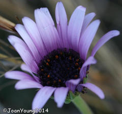 Dimorphotheca spectabilis