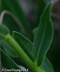 Dimorphotheca spectabilis