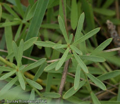 Lasiosiphon rubescens