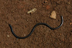 Afrotyphlops obtusus