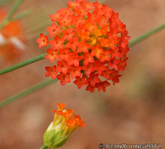 Lasiosiphon rubescens