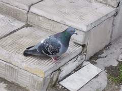 Columba livia