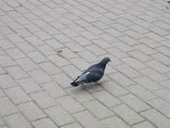 Columba livia