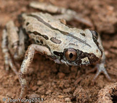 Kassina senegalensis