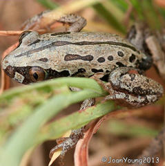Kassina senegalensis