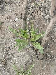Taraxacum officinale