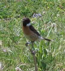 Saxicola rubicola