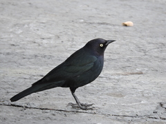 Euphagus cyanocephalus