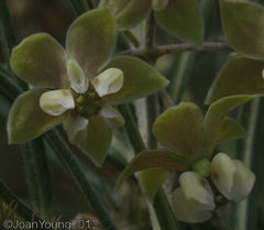 Gomphocarpus tomentosus tomentosus