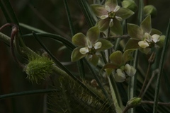Gomphocarpus tomentosus tomentosus